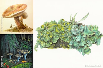 Finding Beauty in Fungi: Mushrooms and Lichens